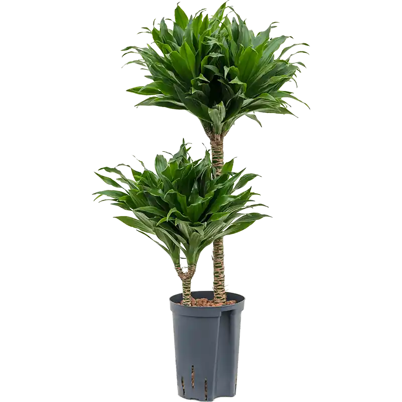 Dracaena Compacta 2-stam - Actie