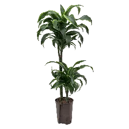 Dracaena Dorado 2-stam - Op voorraad
