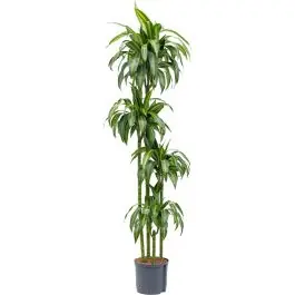 Veilige betaling - Dracaena Hawaiian Sunshine 4-stam