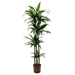 Dracaena Janet Craig 4-stam | Erg populair
