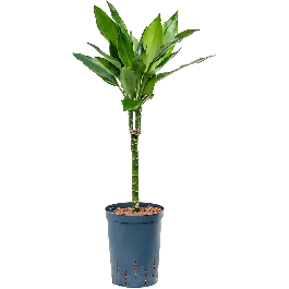 Bespaar meer | Dracaena Janet Lind op stam