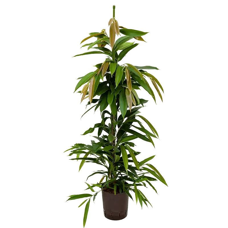 Tijdelijke aanbieding | Ficus Amstel King