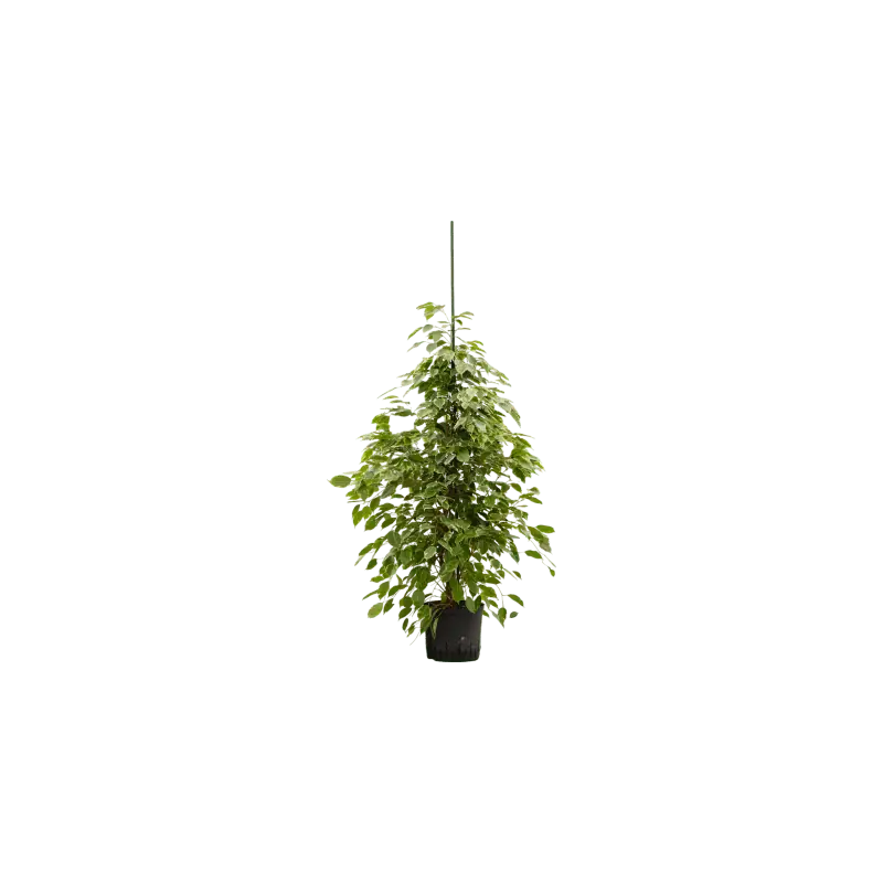Ficus Benjamina Golden King - Superprijs