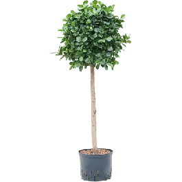 Ficus Panda op stam - Direct van de fabrikant