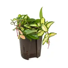 Hoya Carnosa Variegata - Pak je kans