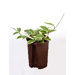 Bestel vandaag | Hoya Krimson Queen