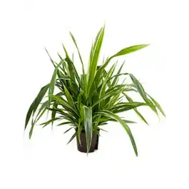 Favoriet van klanten | Pandanus Veitchii
