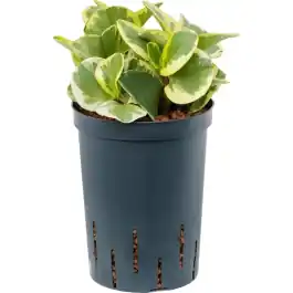 Peperomia Green Gold Variegata | Speciale aanbieding