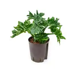 Rechtstreeks uit de fabriek - Philodendron Atom