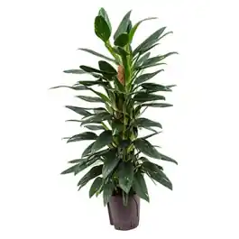 Topdeal | Philodendron Cobra