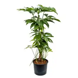 Lage prijs | Philodendron Fun Bun