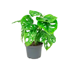 Monstera Adansonii | Speciale aanbieding