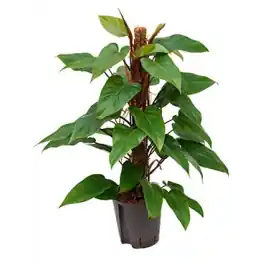 Klantfavoriet - Philodendron Red Emerald