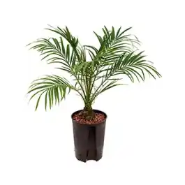 Phoenix Roebelenii | Nieuw