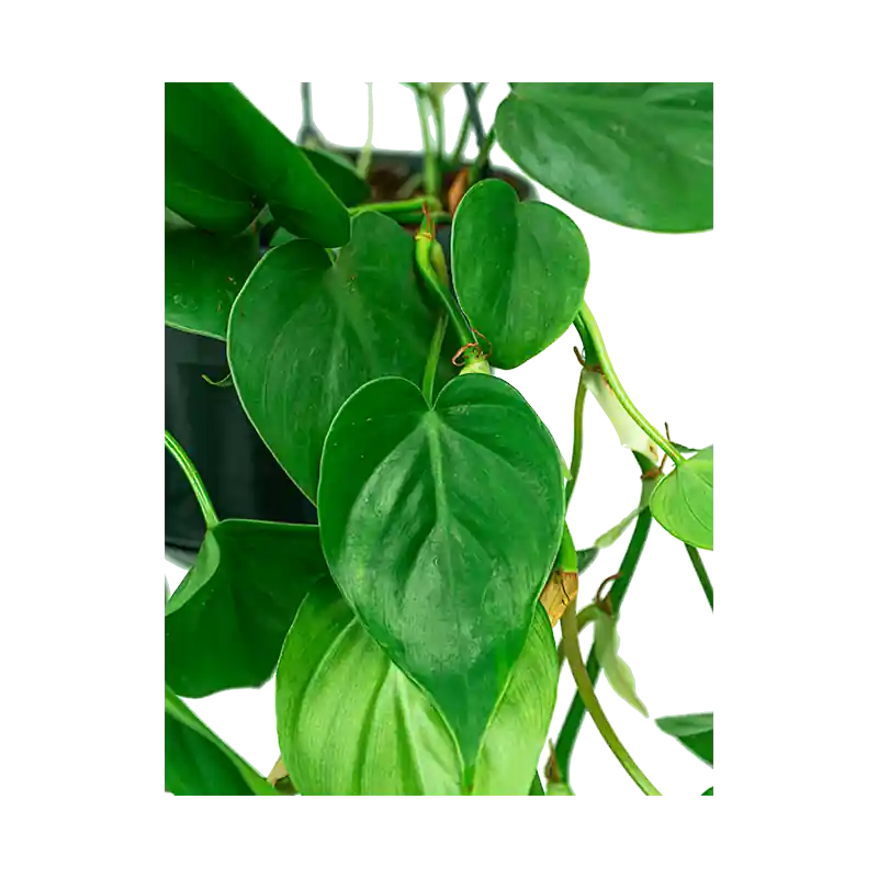 Actieprijs | Philodendron scandens
