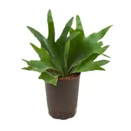 Platycerium Bifurcatum | Lage prijs