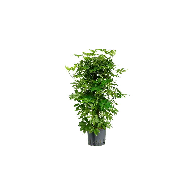 Schefflera Compacta vertakt | Uitverkoop