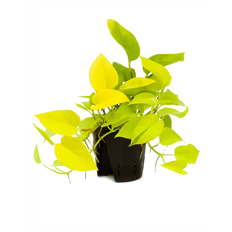 Op = op - Scindapsus Golden Pothos