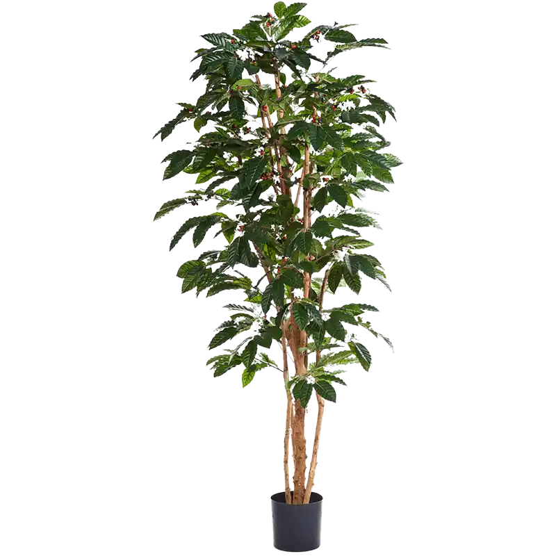 Nog maar een paar beschikbaar - Coffea Arabica - kunstplant