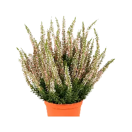 Erica Bush - kunstplant - Prijs verlaagd