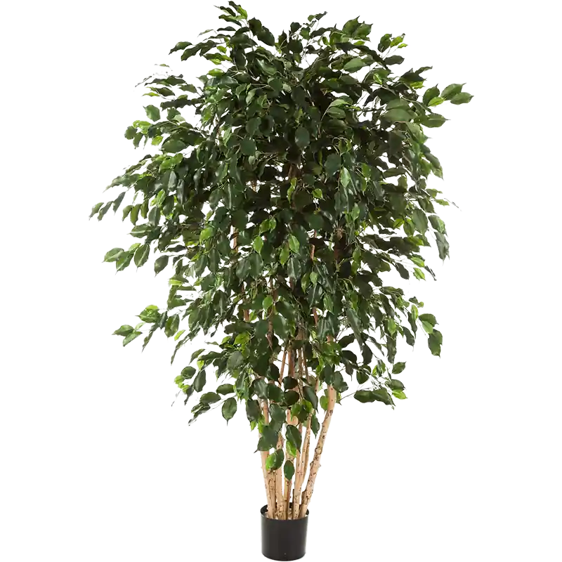 Ficus exotica vertakt XXL - kunstplant - Nieuw in de shop