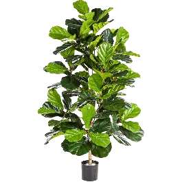 Ficus Lyrata - kunstplant - Uitverkoop