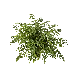 Varen Athyrium - kunstplant | Op = op