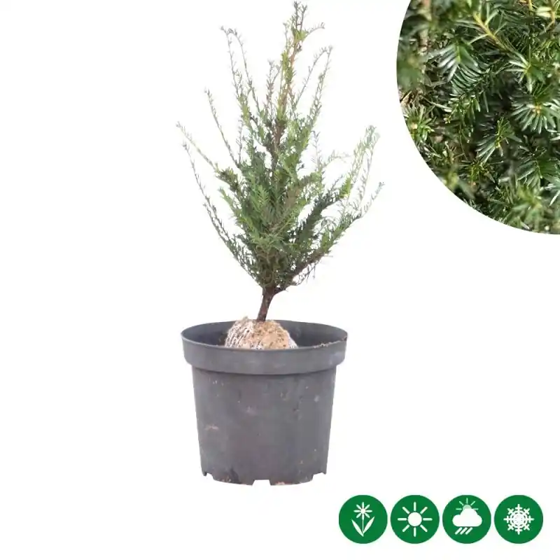 Eenvoudig retourneren | Taxus baccata - haag