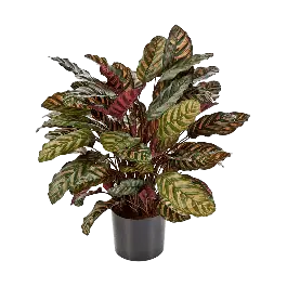 Actieprijs - Calathea Makoyana bush - kunstplant