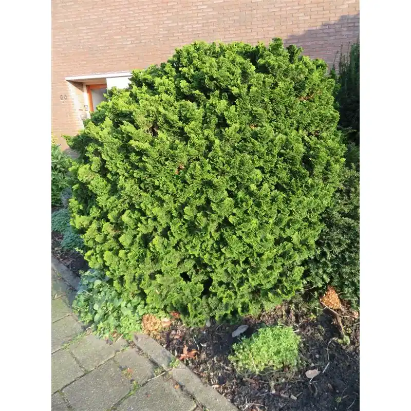 Chamaecyparis Nana Gracilis - Veilig betalen