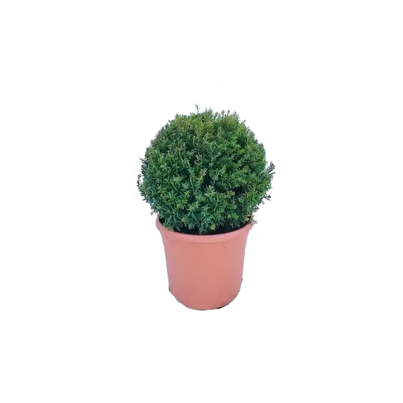 Topdeal - Taxus baccata - bolvorm