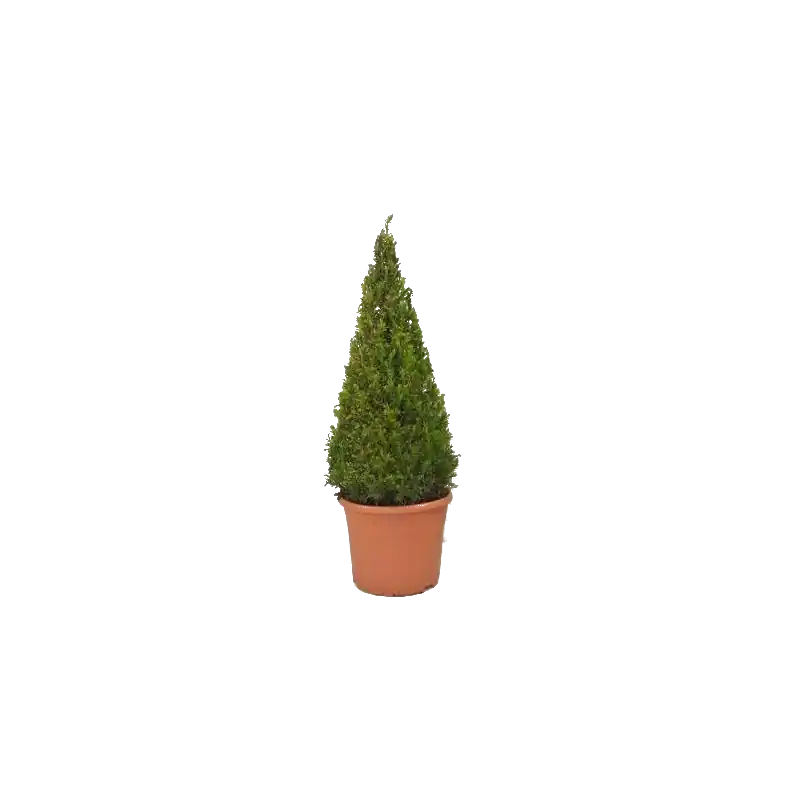 Nieuw in het assortiment - Taxus - piramidevorm
