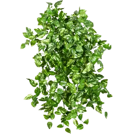 Extra voordeel - Scindapsus Marble Queen - kunstplant