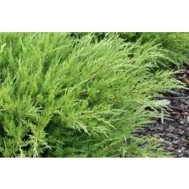 Juniperus Mint Julep - Nu kopen