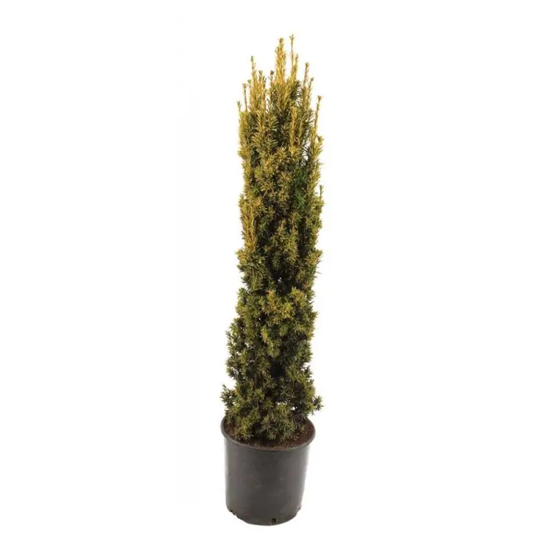 Taxus Fastigiata Aurea | Online bestellen