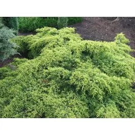Juniperus Old Gold - Sale
