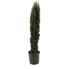 Taxus Fastigiata Robusta - Veel gevraagd