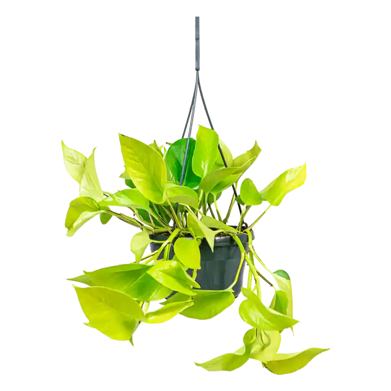 Koopje - Scindapsus Golden Pothos