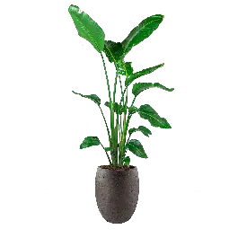Strelitzia Nicolai in Grigio Tall Balloon Concrete bruin | Nieuw in het assortiment