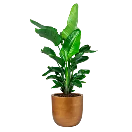 Prijsverlaging | Strelitzia Nicolai in Lux Retro Egg goud
