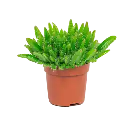 Hylocereus undatus | Alleen deze week