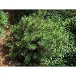 Pinus Mops - Hoge kwaliteit
