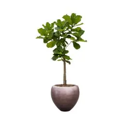Nieuw in de shop - Ficus Lyrata op stam in Metallic Couple coffee