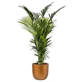 Kentia Howea in Lux Retro Egg goud - Bespaar meer