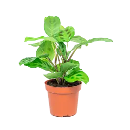 Topdeal - Maranta Kerchoveana