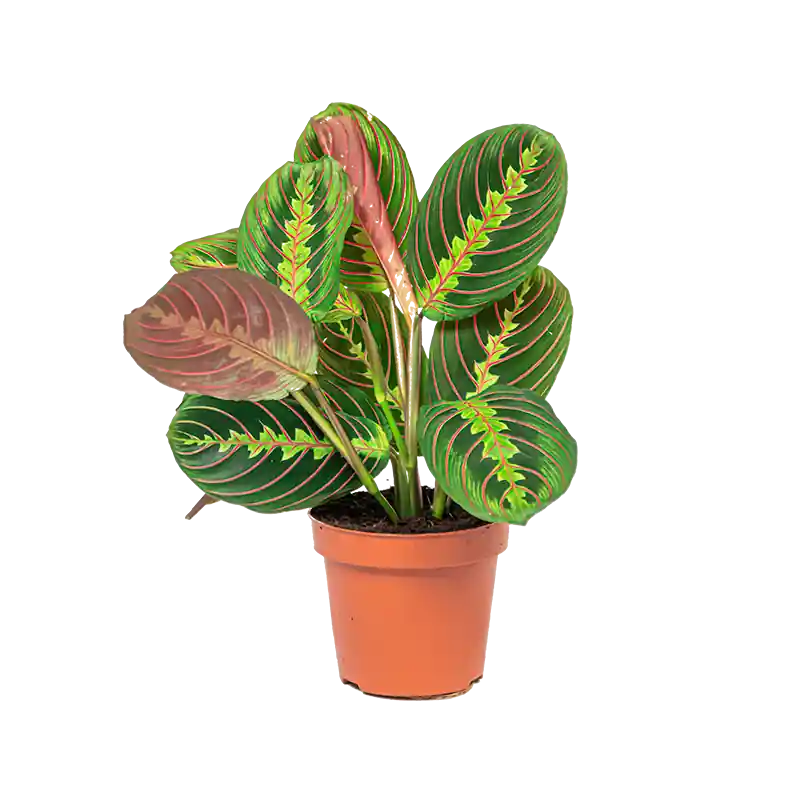 Maranta Fascinator | Populair