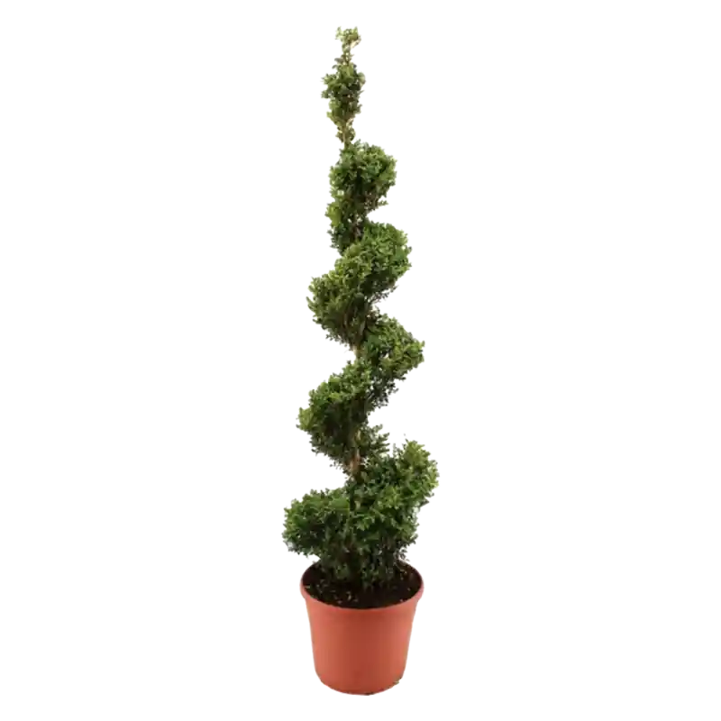 Bestel nu - Buxus spiraal