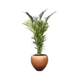 Nog maar een paar beschikbaar - Kentia Howea in Metallic Couple copper