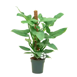 Philodendron Silver Queen mosstok - Net toegevoegd