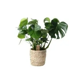 Veilige betaling - Monstera Deliciosa in zeegras mand